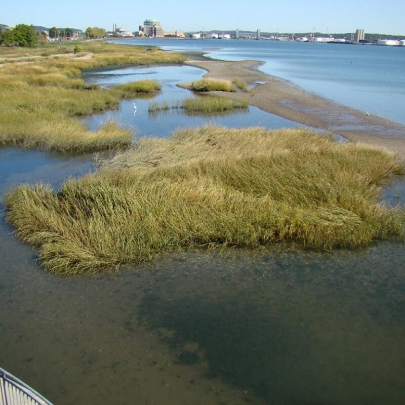 Michael_Singer_More_New-Haven_5thumb1